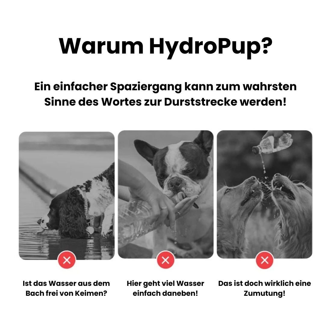 HydroPup